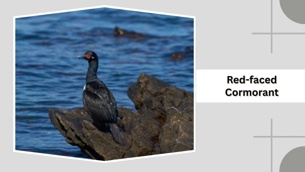 Red-faced Cormorant 