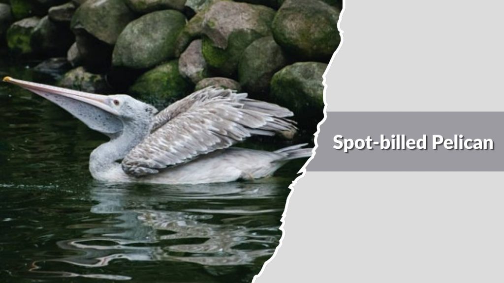 Spot-billed Pelican