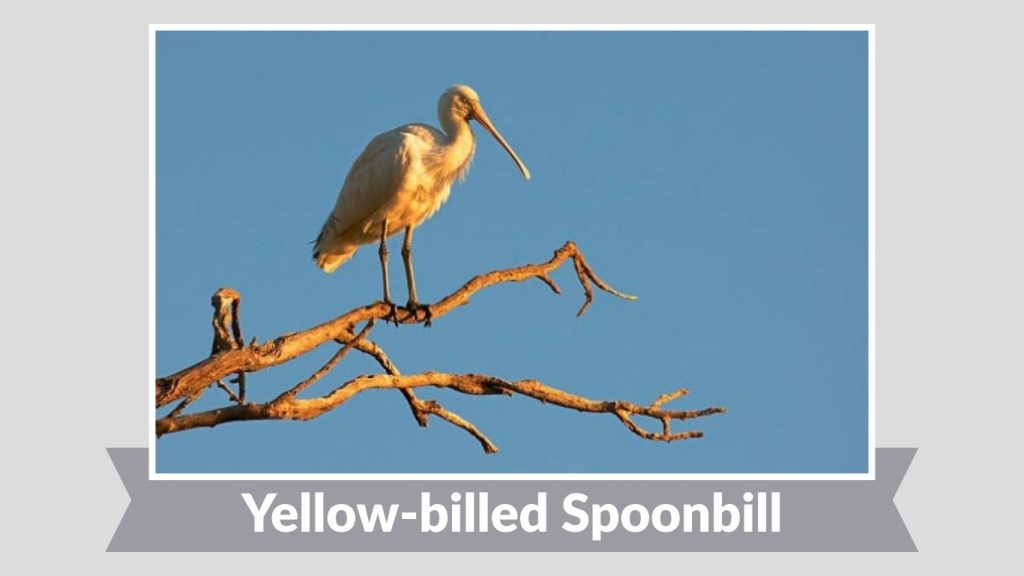 Yellow-billed Spoonbill