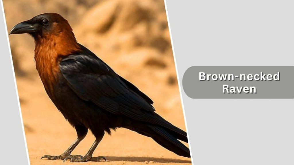 Brown-necked Raven