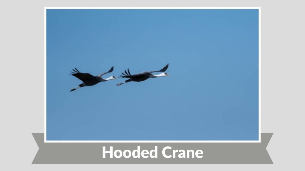 Hooded Crane