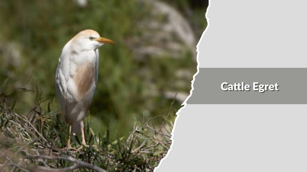 Cattle Egret