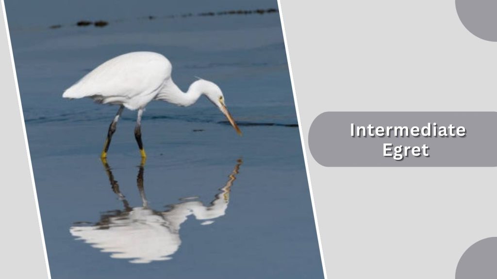  Intermediate Egret