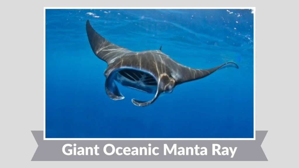 Giant Oceanic Manta Ray