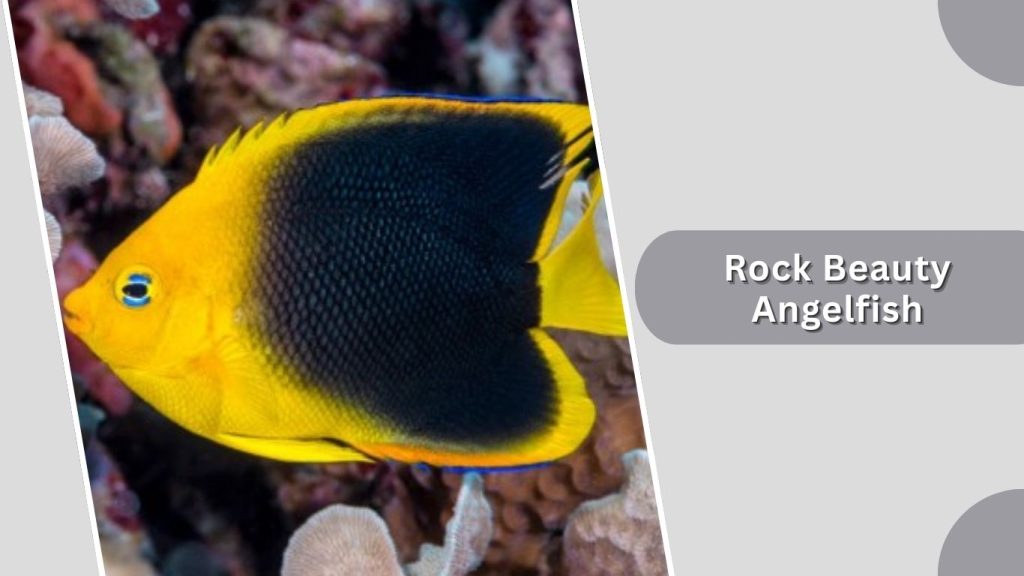 Rock Beauty Angelfish