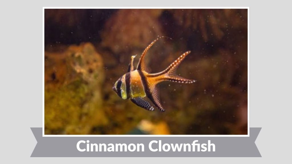 Cinnamon Clownfish
