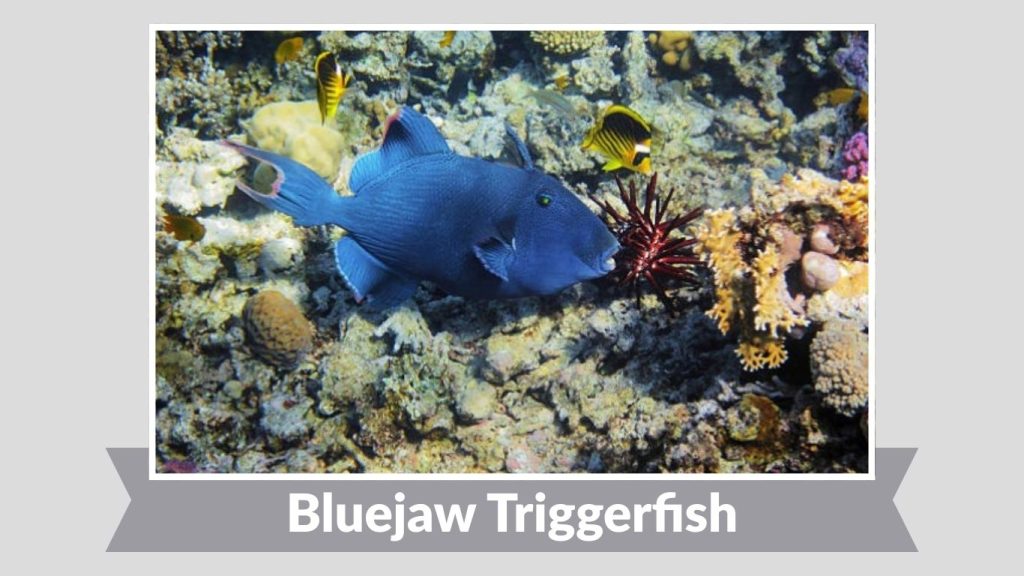 Bluejaw Triggerfish