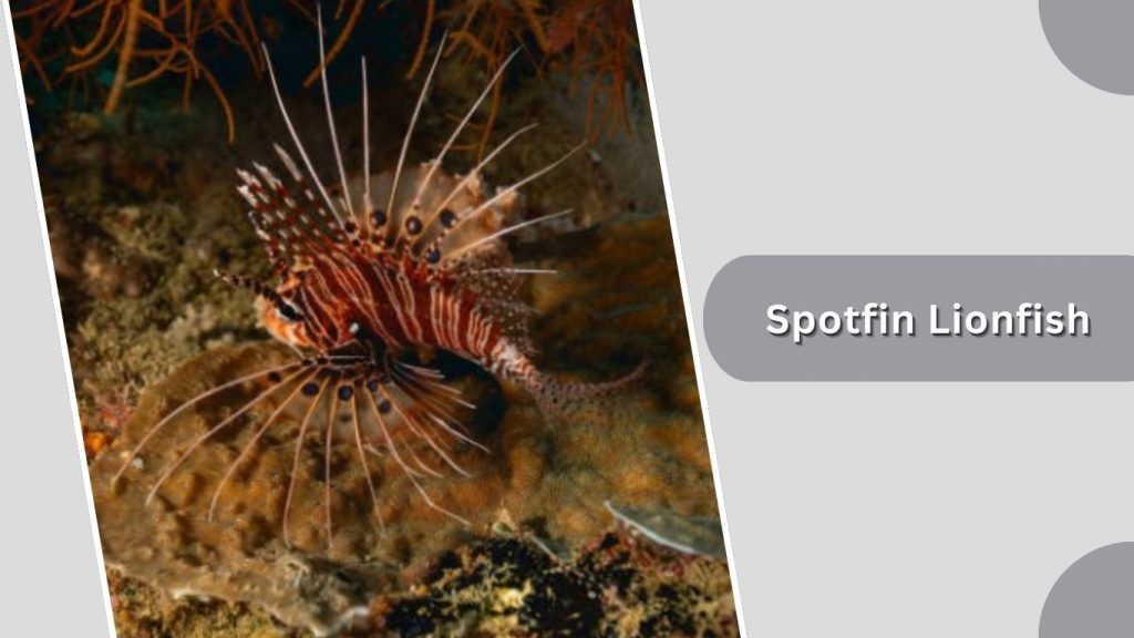 Spotfin Lionfish