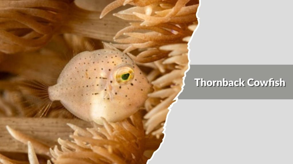 Thornback Cowfish