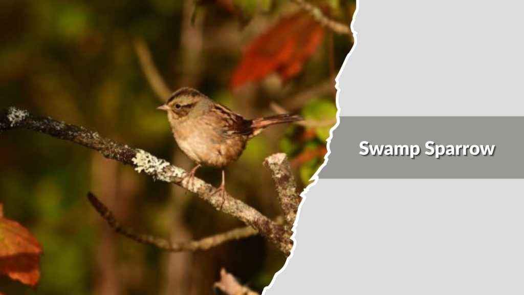 Swamp Sparrow