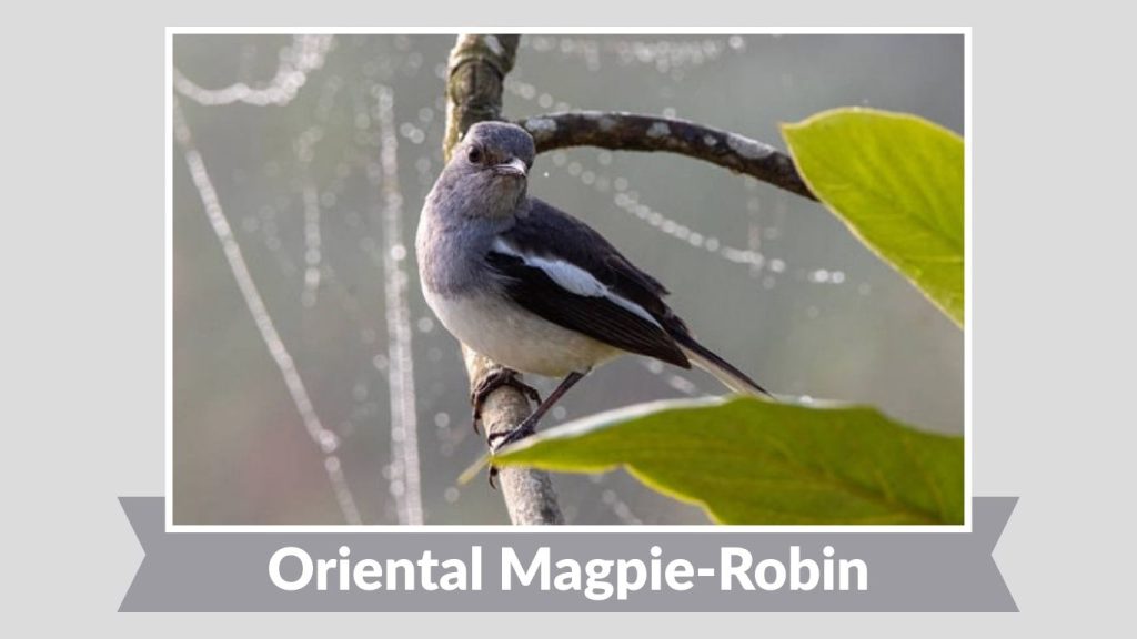 Oriental Magpie-Robin