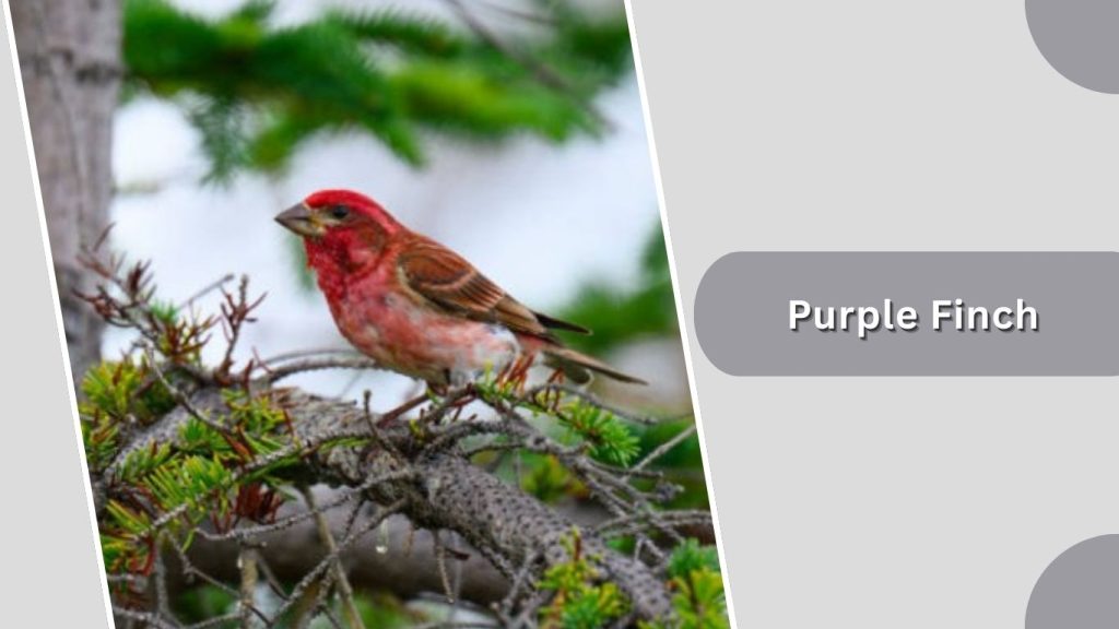 Purple Finch