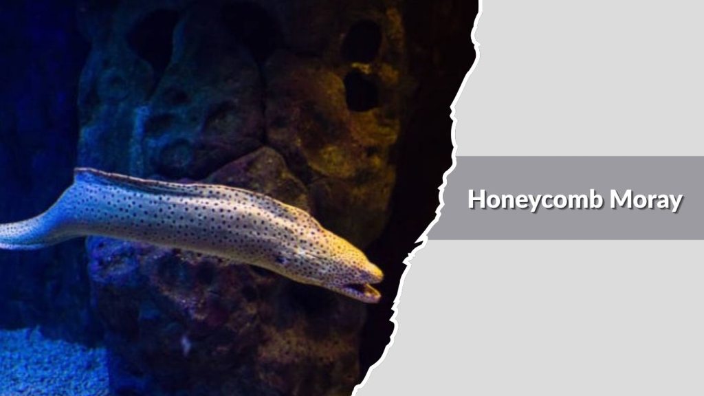Honeycomb Moray