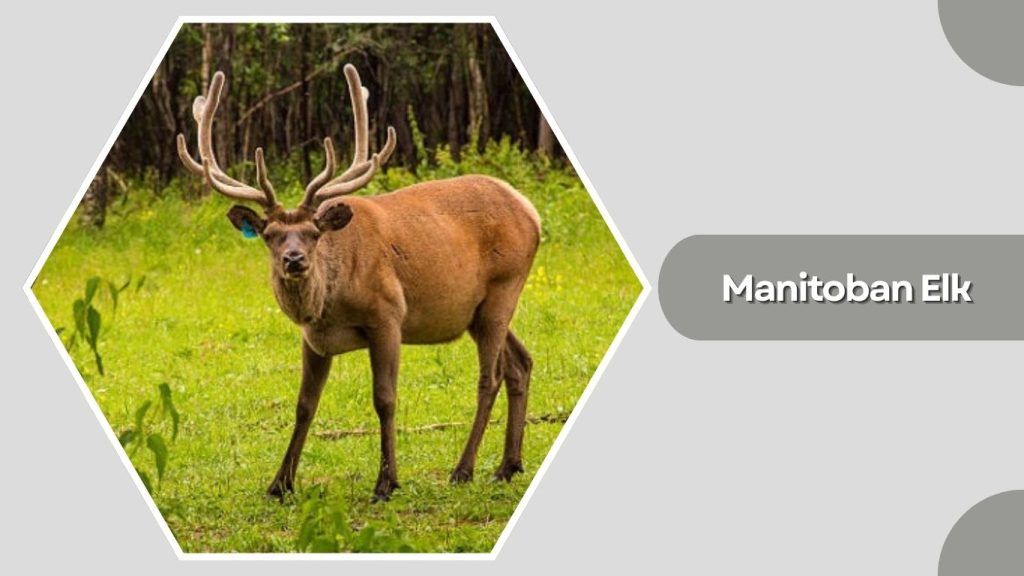  Manitoban Elk