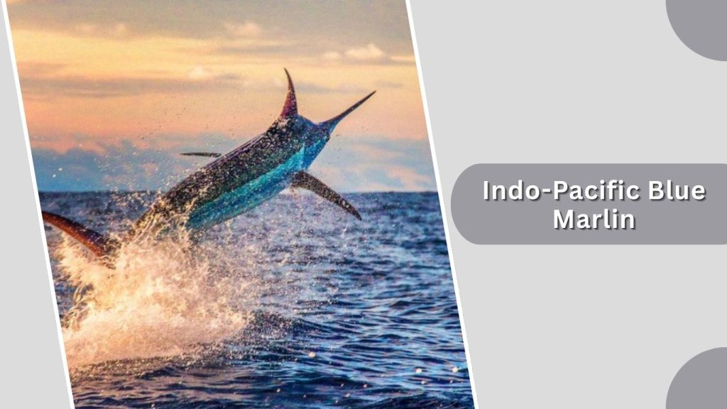 Indo-Pacific Blue Marlin