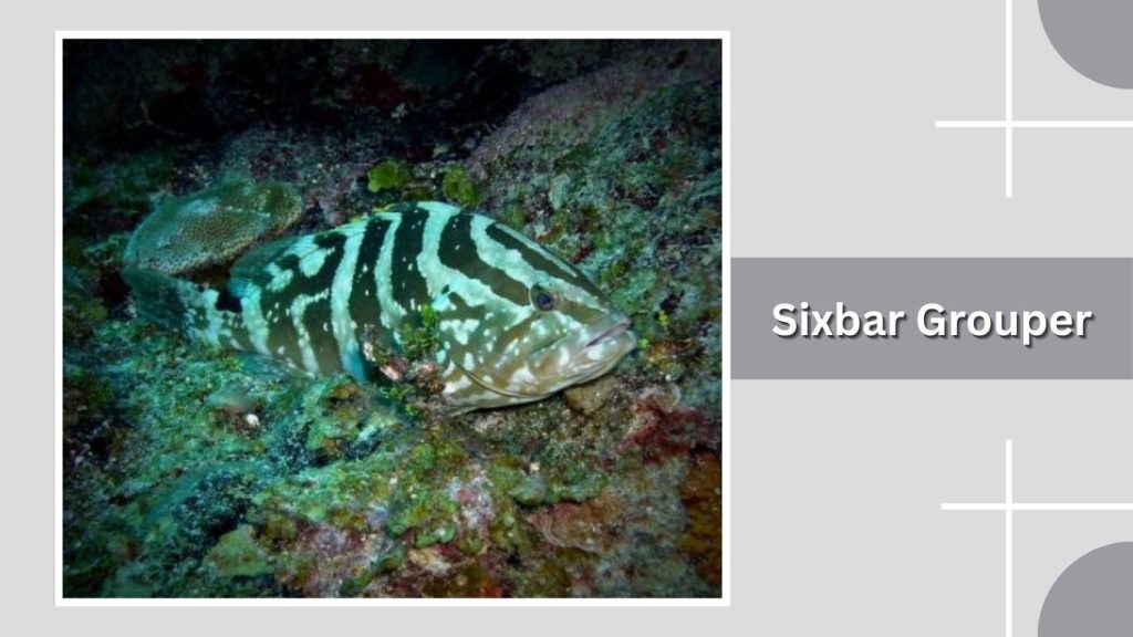 Sixbar Grouper