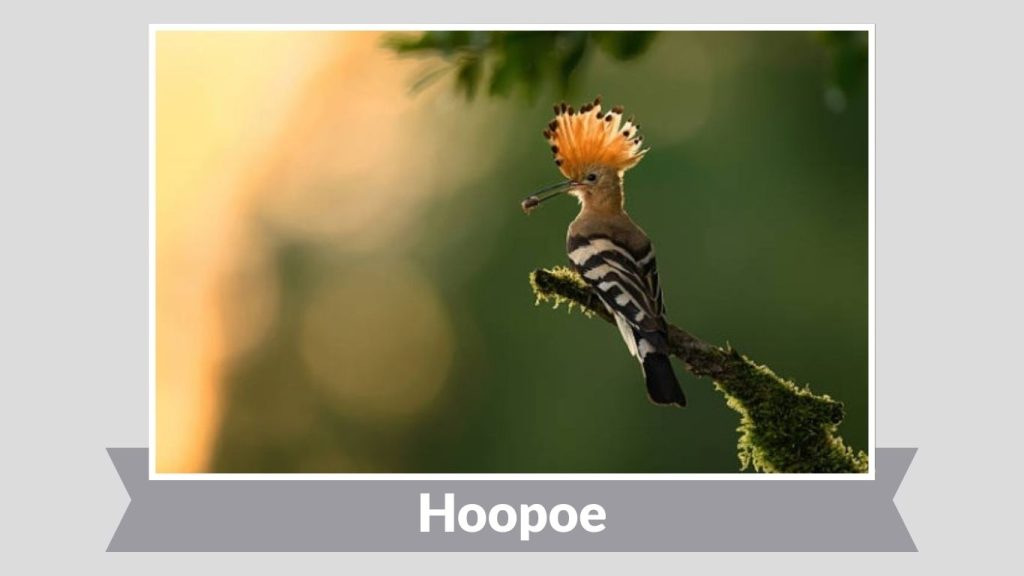 Hoopoe