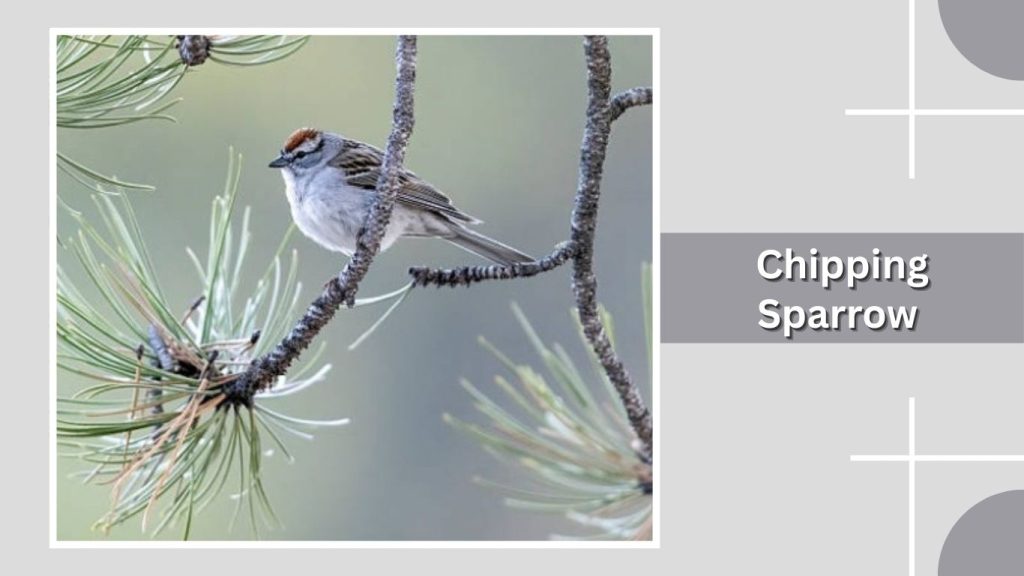 Chipping Sparrow