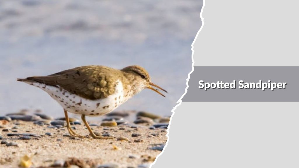 Spotted Sandpiper