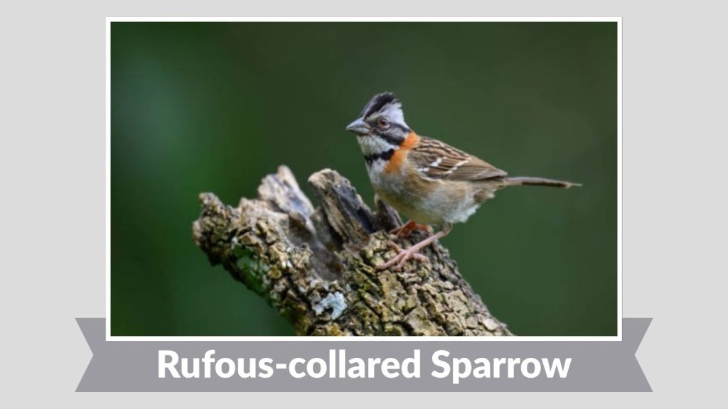 Rufous-collared Sparrow