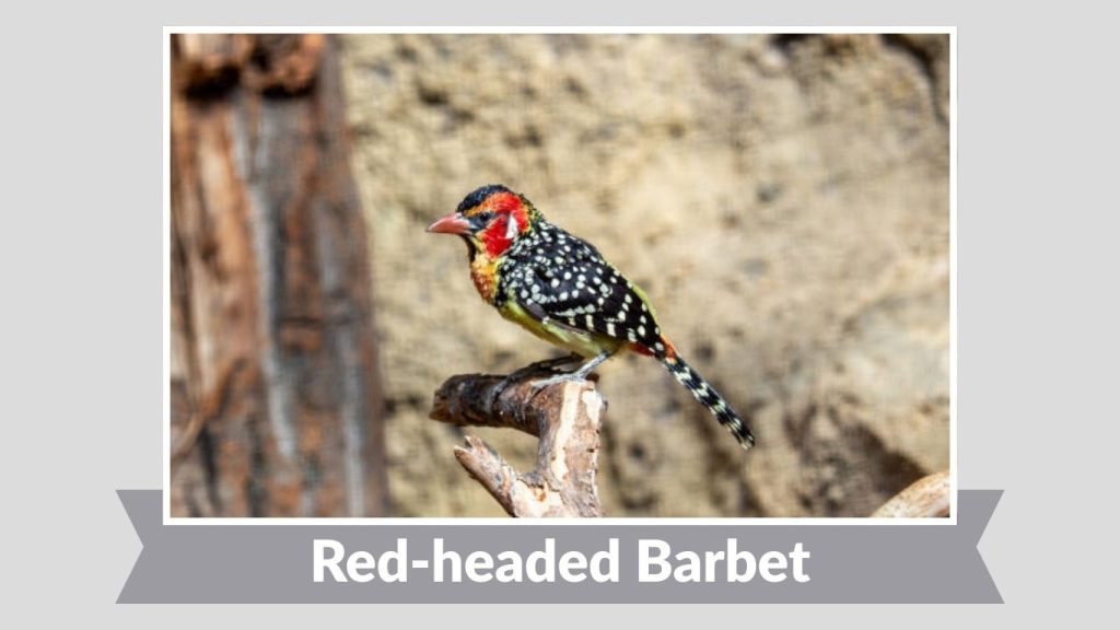 Red-headed Barbet