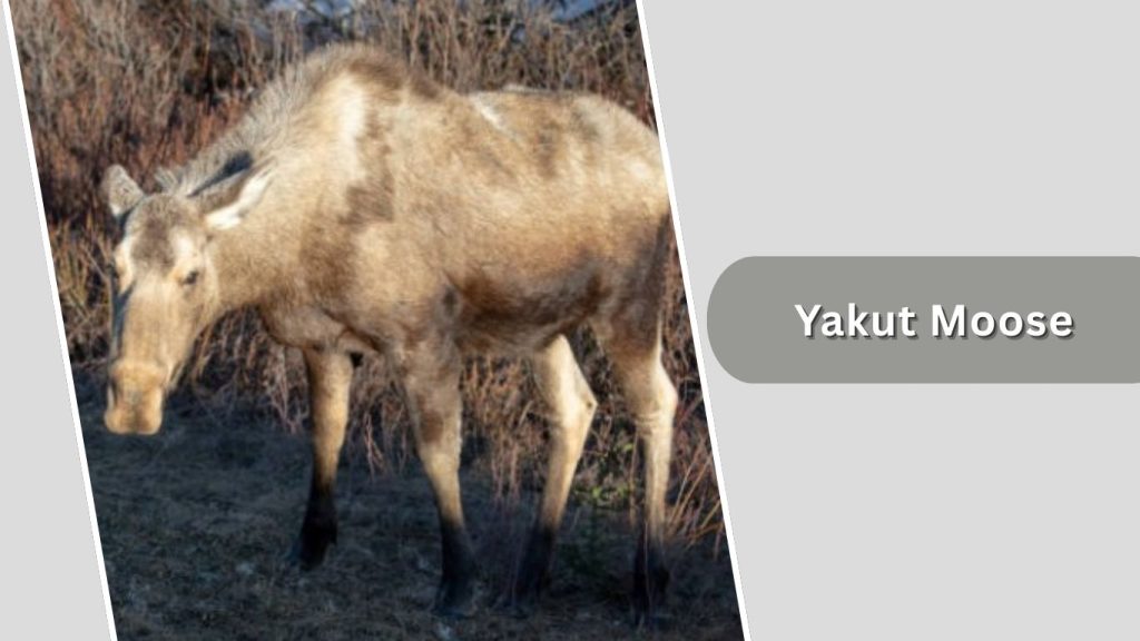 Yakut Moose