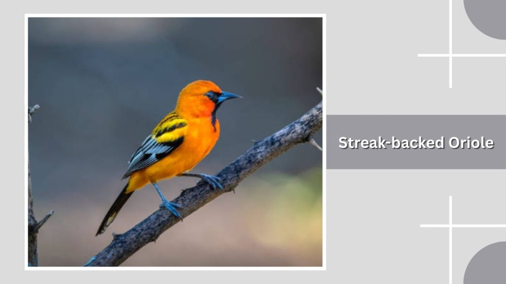 Streak-backed Oriole
