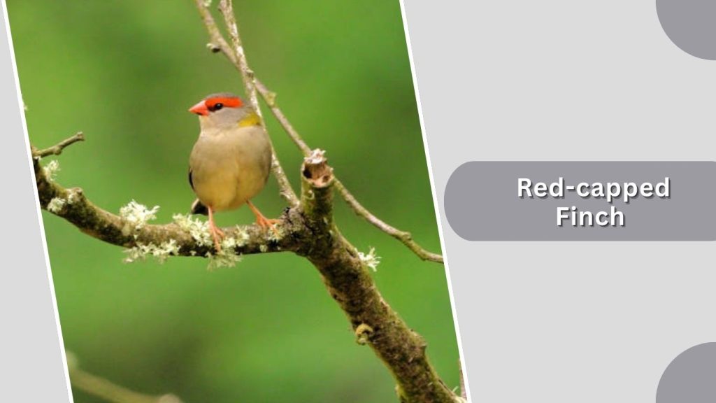 Red-capped Finch