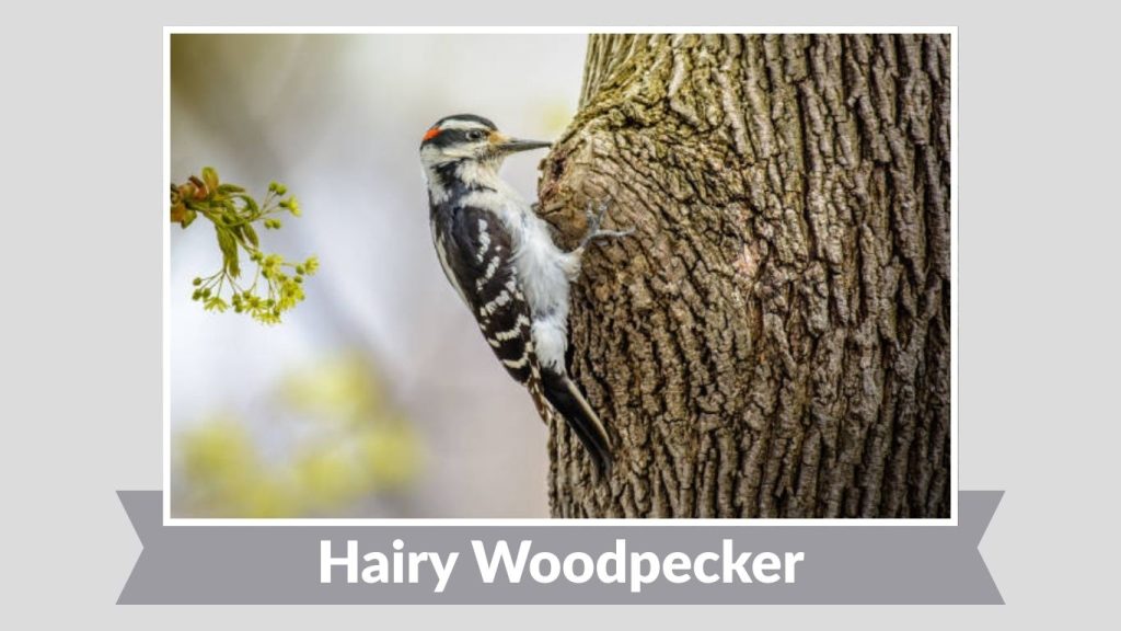 Hairy Woodpecker