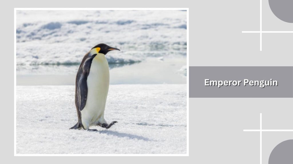 Emperor Penguin