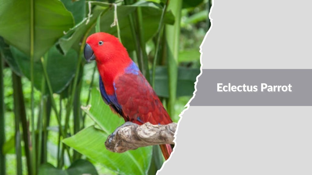 Eclectus Parrot