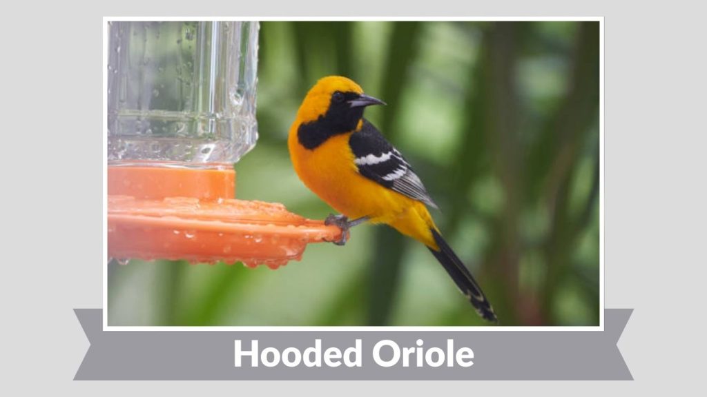 Hooded Oriole