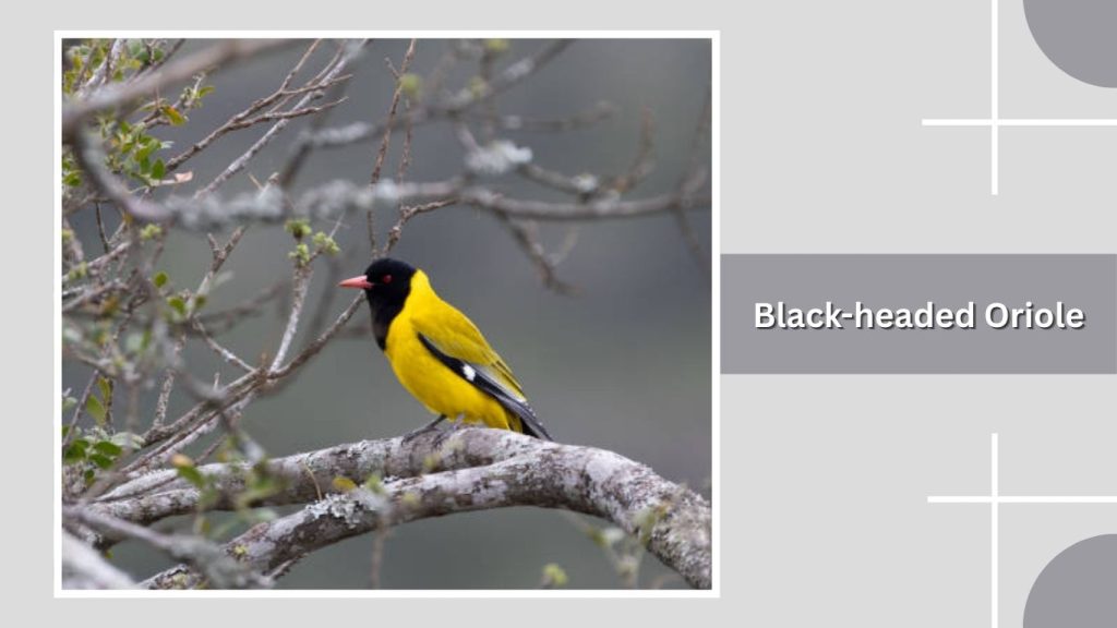 Black-headed Oriole
