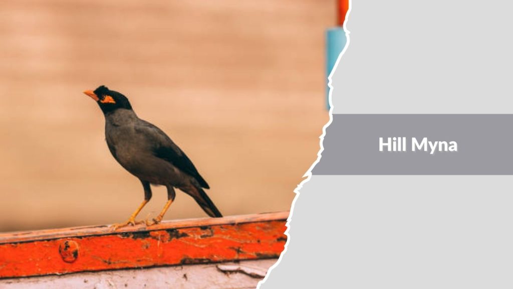 Hill Myna