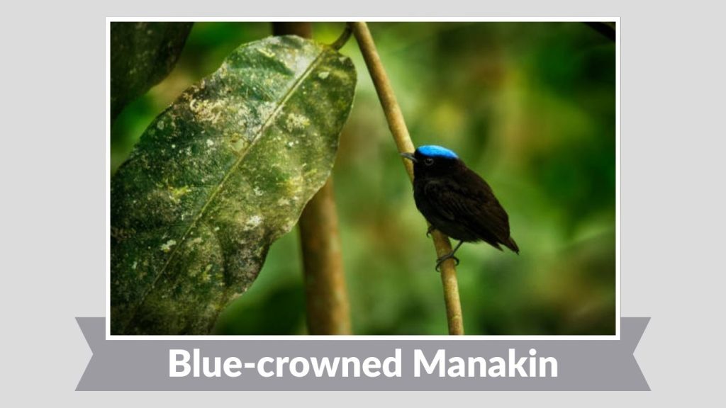 Blue-crowned Manakin