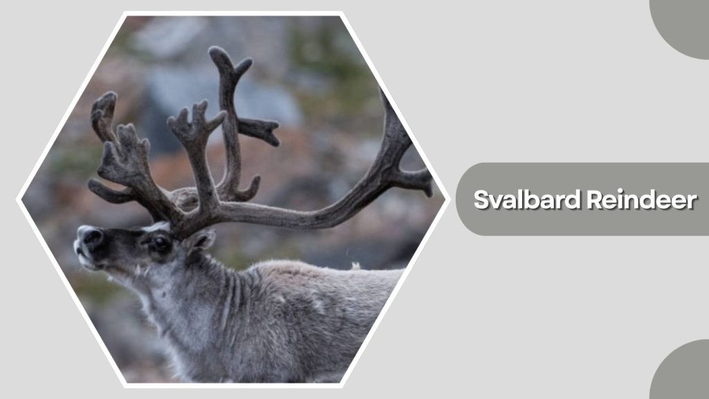 Svalbard Reindeer