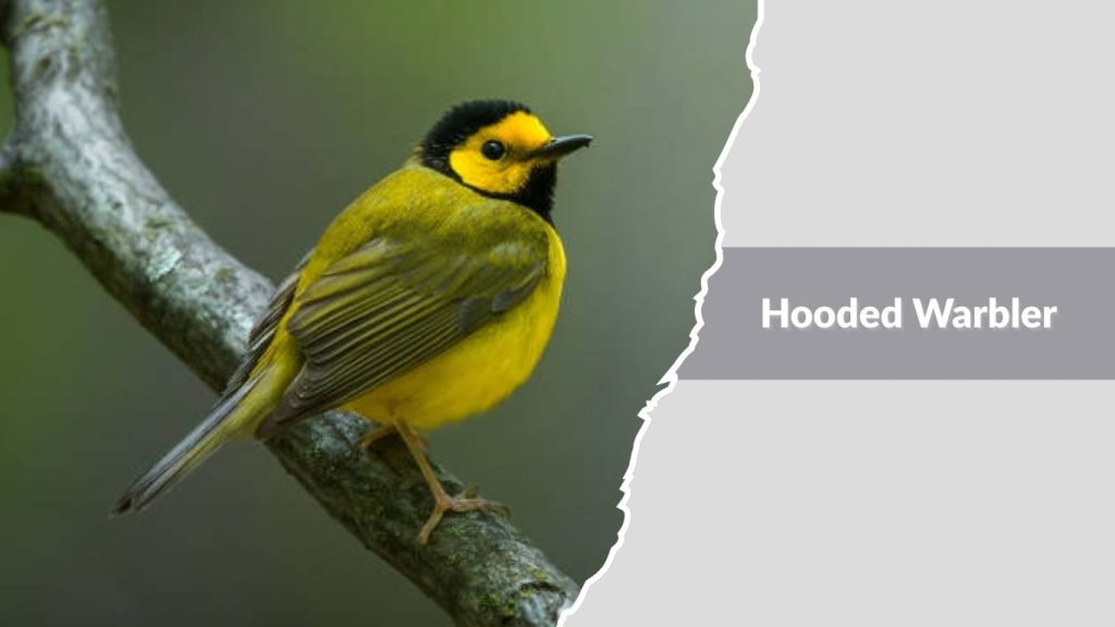 Hooded Warbler