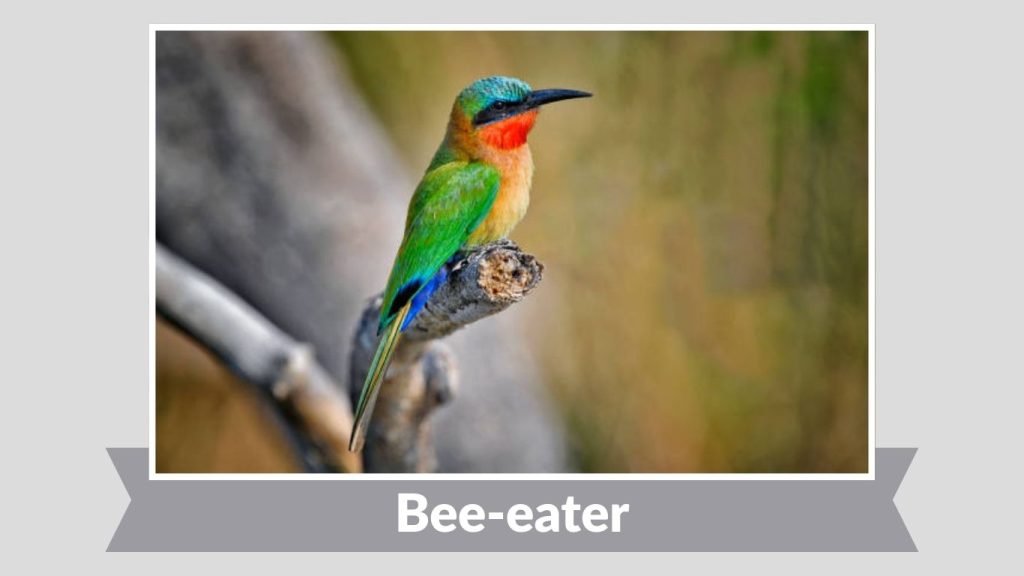 Bee-eater