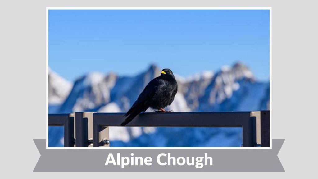 Alpine Chough