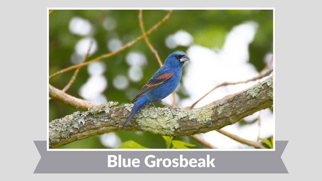 Blue Grosbeak
