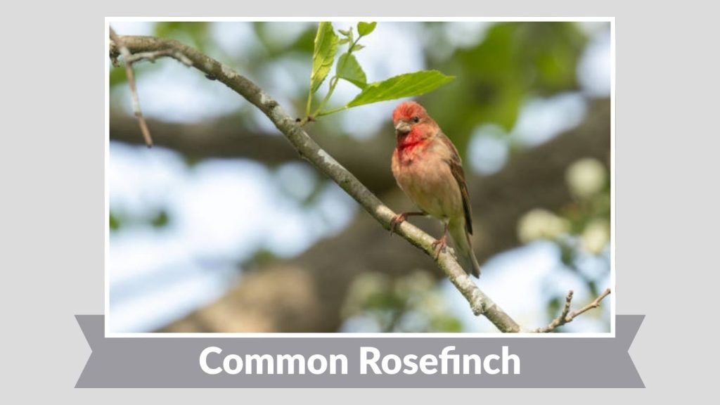 Common Rosefinch