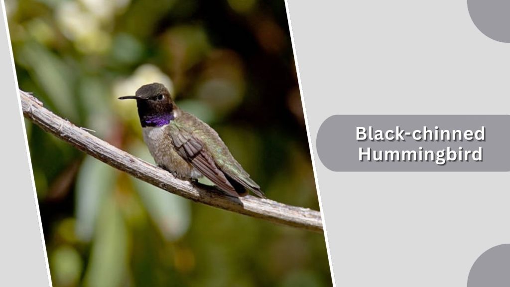 Black-chinned Hummingbird