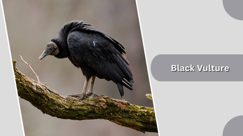 Black Vulture