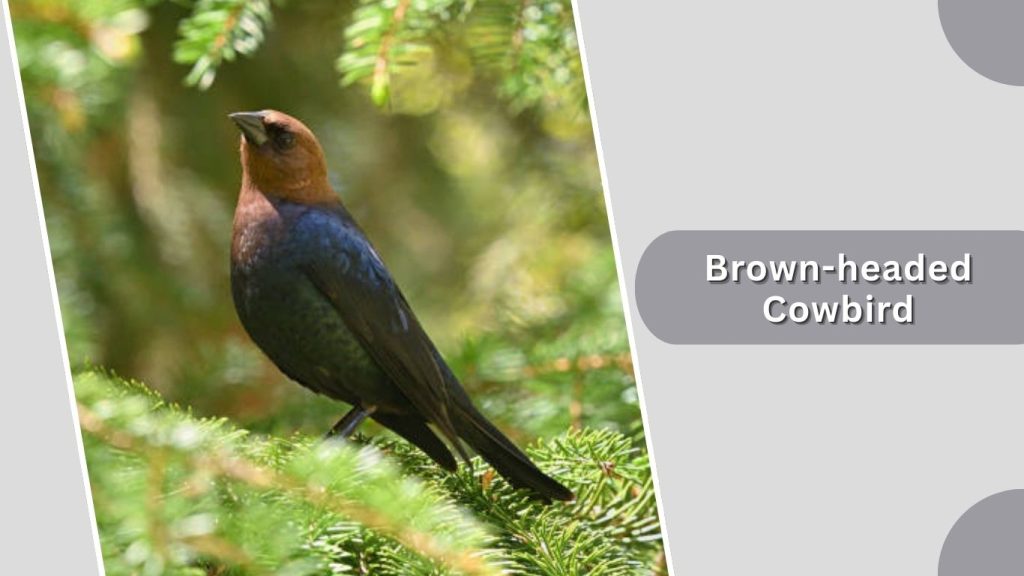 Brown-headed Cowbird