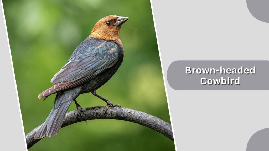 Brown-headed Cowbird