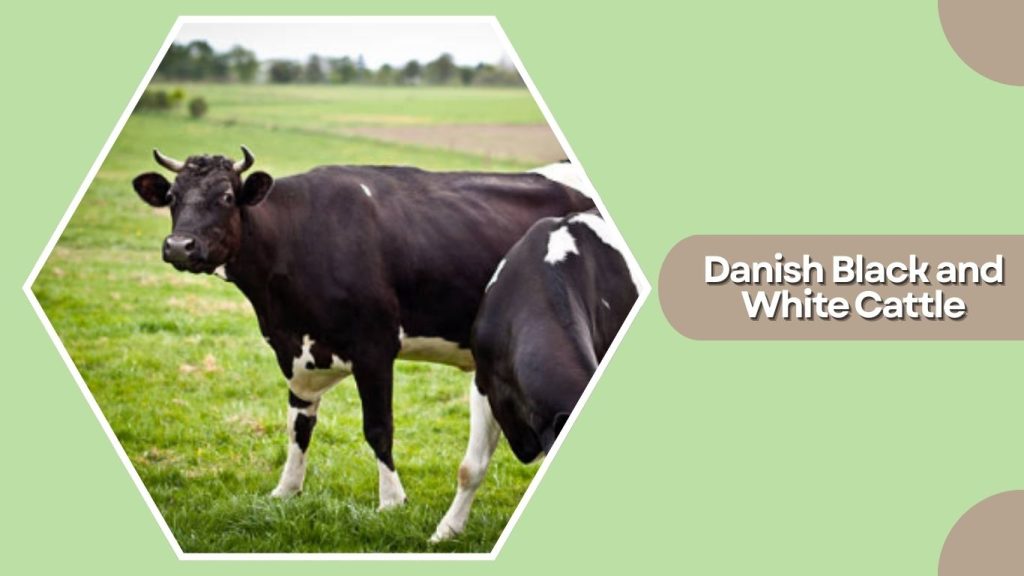 Danish Black and White Cattle