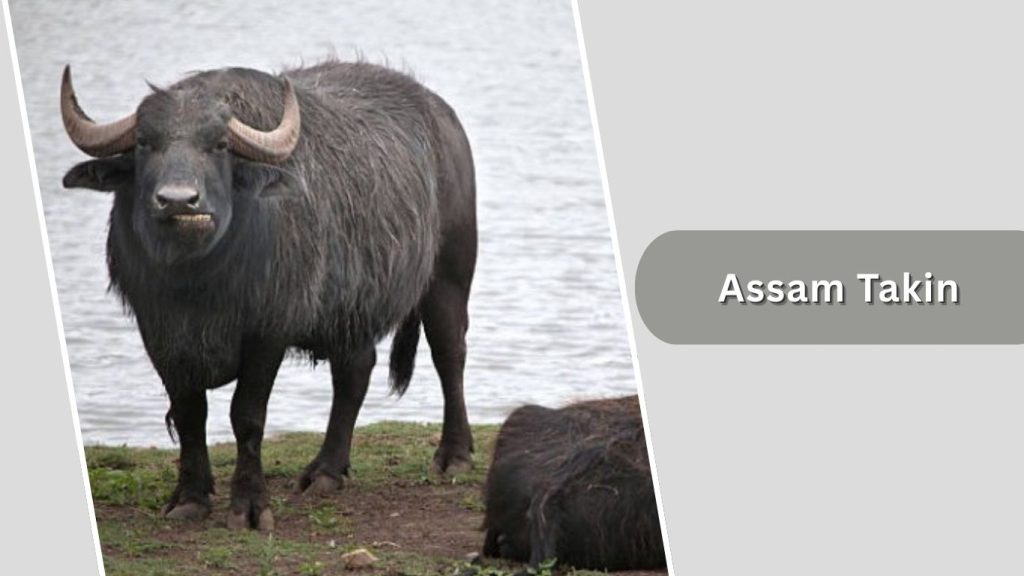 Assam Takin