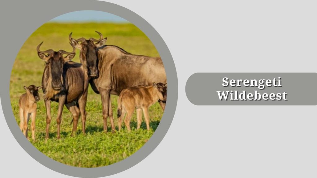 Serengeti Wildebeest