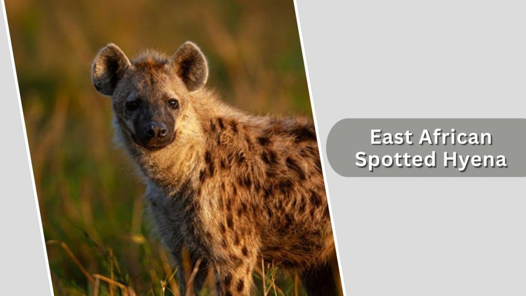 East African Spotted Hyena