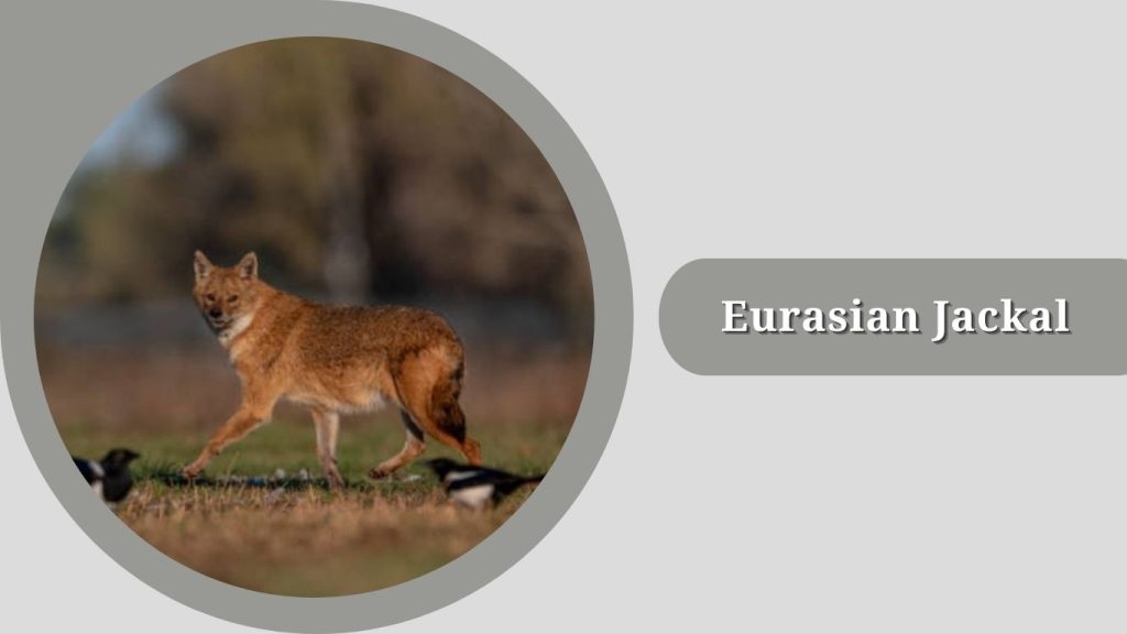 Eurasian Jackal